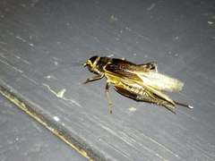 Teleogryllus occipitalis