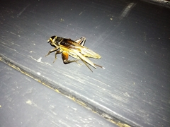 Teleogryllus occipitalis