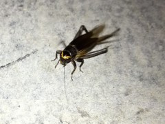 Teleogryllus occipitalis