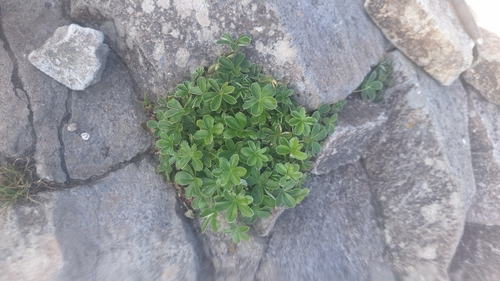 Rock lady's mantle (Alchemilla saxatilis)