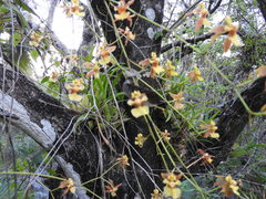 Oncidium microstigma