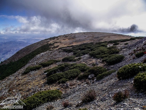 Potosi pinyon