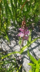 Lachenalia salteri