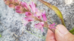 Lachenalia salteri