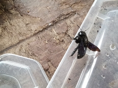 Xylocopa