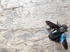 Xylocopa