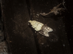 Tracholena sulfurosa