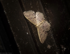 Idaea punctatissima