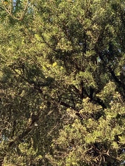 Melaleuca preissiana