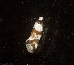 Isomoralla gephyrota