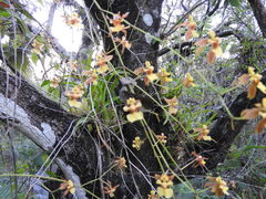 Oncidium microstigma