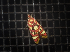 Tisobarica habromorpha
