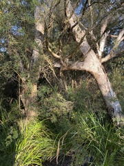 Melaleuca preissiana
