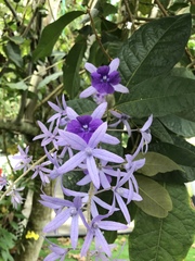 Petrea