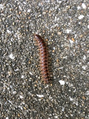 Chamberlinius hualienensis
