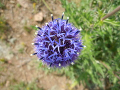Echinops latifolius