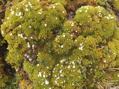 Arenaria dicranoides