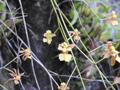 Oncidium microstigma