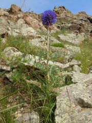 Echinops latifolius