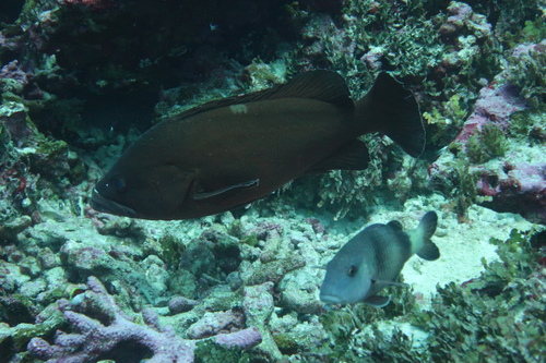 Brownback cod (Epinephelus retouti) — Serranidae — 5