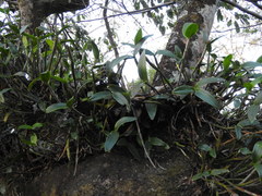 Guarianthe aurantiaca