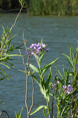 Solanum glaucophyllum