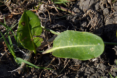 Jaborosa integrifolia
