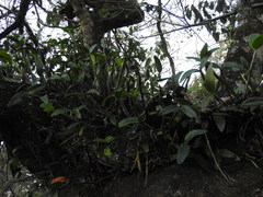 Guarianthe aurantiaca