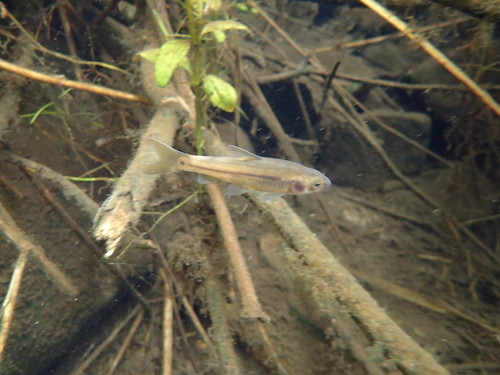 Marico barb (Enteromius motebensis) — Cyprinidae — 5