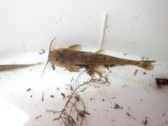 Amphilius uranoscopus