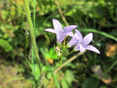 Campanula rapunculus