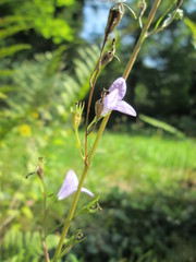 Campanula rapunculus