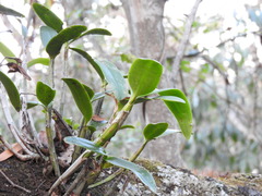 Guarianthe aurantiaca