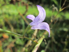 Campanula rapunculus