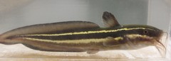 Plotosus lineatus