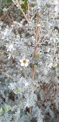 Leptospermum lanigerum