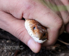 Pituophis deppei deppei