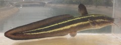 Plotosus lineatus