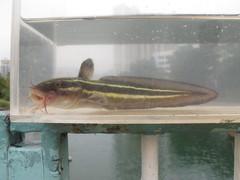 Plotosus lineatus