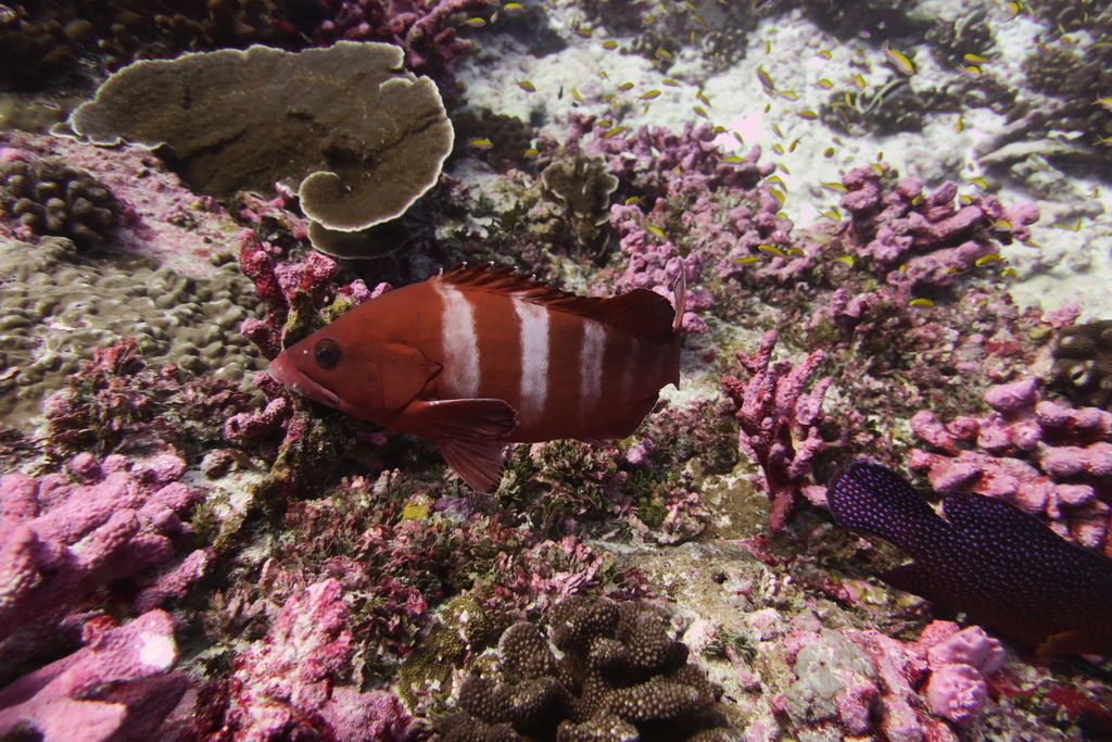 Brownback cod (Epinephelus retouti) — Serranidae