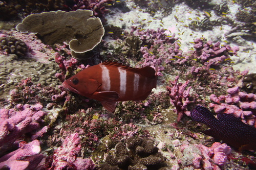 Roodvlek-tandbaars (Epinephelus retouti) — Serranidae