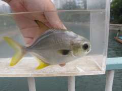Trachinotus anak