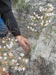 Limonium longifolium
