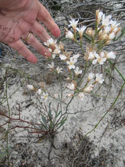 Limonium longifolium