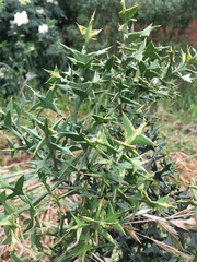 Colletia paradoxa