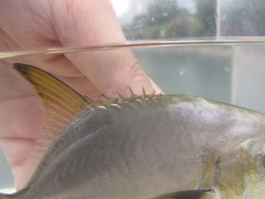 Trachinotus anak