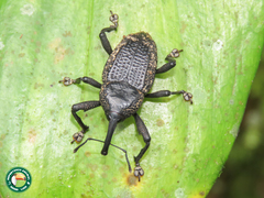 Homalinotus deplanatus