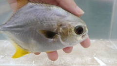 Trachinotus anak