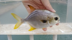 Trachinotus anak