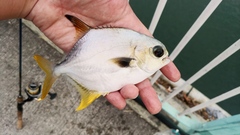Trachinotus anak